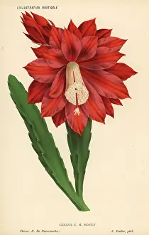 Horticole: Heliocereus speciosus