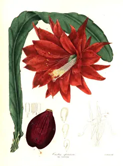 Speciosus: Heliocereus speciosus and seed