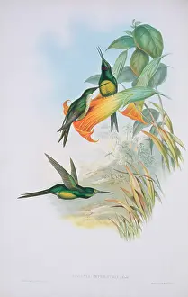 Trochilidae: Heliodoxa imperatrix, empress brilliant