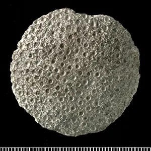 Tabulate: Heliolites, coral