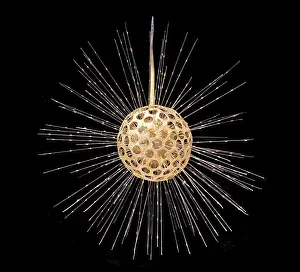 Protozoan: Heliosphaera actinota, radiolarian