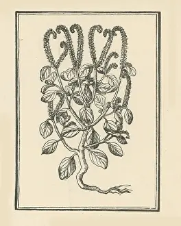 Wildflowers: Heliotrop