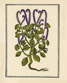 Wildflowers: Heliotrop