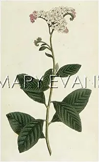 Heliotropium: HELIOTROPIUM ARBORESCENS
