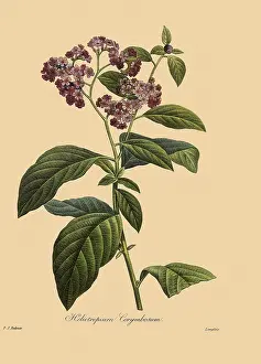Heliotrope: Heliotropium Corymbosum