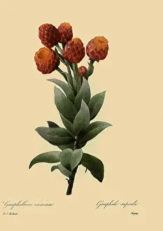 Gnaphalium: Helipterum eximium