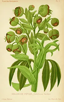 Smelly: Hellebore