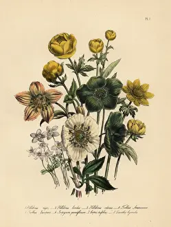 Aconite: Hellebore and globeflower species
