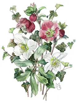Gillies: Hellebores and Ivy