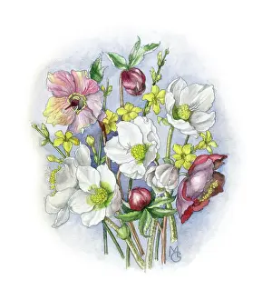 Jessamine: Hellebores and winter jessamine