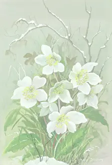 Twigs: Hellebores in a winter setting with frosted twigs