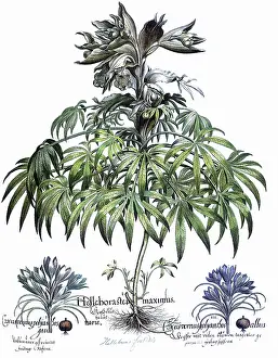 Basilius: Helleborus f...aetidus, Crocus chrysanthus, Crocus angustifoliu