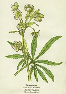 Helleborus: HELLEBORUS FOETIDUS