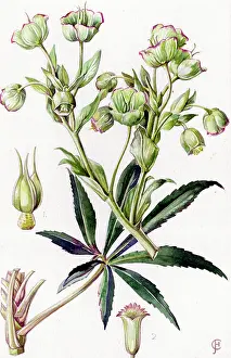Hellebore: Helleborus foetidus