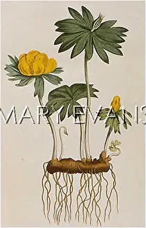 Hellebore: HELLEBORUS HYEMALIS