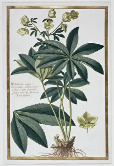 Ranunculaceae: Helleborus kochii, false rose
