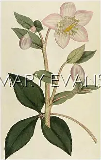 Hellebore: HELLEBORUS LIVIDUS