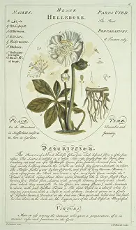 Fabidae: Helleborus niger, Christmas rose