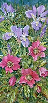 Collings: Helleborus Orientalis with Iris Unguicularis