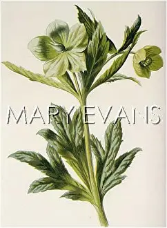 Hellebore: HELLEBORUS VIRIDIS
