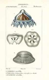 Hydrozoan: Helmet jellyfish and medusa