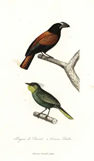 Bulbul: Helmet vanga, Euryceros prevostii, and bearded