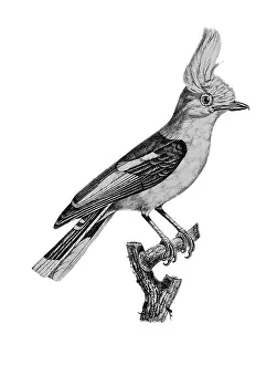 Lithographed: Helmetshrike