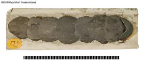 Palaeo: Helminthochiton muscronatus