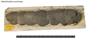 Palaeo: Helminthochiton muscronatus