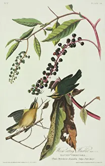 Parulidae: Helmitheros vermivoru, worm-eating warbler