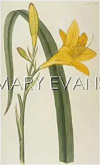 Flava: HEMEROCALLIS FLAVA