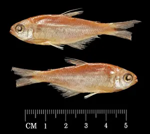 Ray Finned: Hemibrycon taeniurus, Mountain spring sardine
