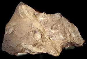 Ledbury: Hemicyclaspis murchisoni and Thyestes egertoni, fossil fishe