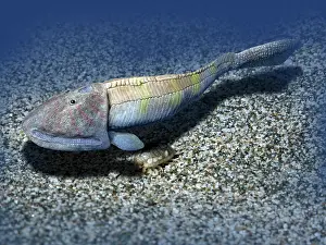 Vignette: Hemicyclaspis is an ostracoderm from the Early Devonian of ?