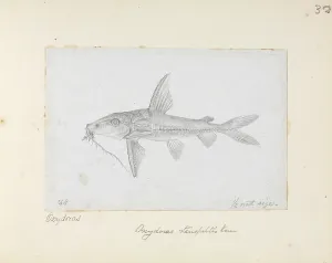 Catfish: Hemidoras stenopeltis, catfish