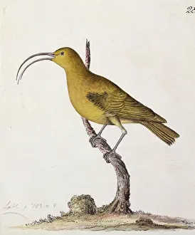 Elphick: Hemignathus obscurus, lesser akialoa