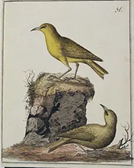 U.s.a: Hemignathus virens, Hawaii amakihi