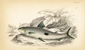Schomburgk: Hemiodus unimaculatus