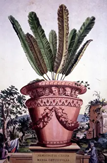 Naauwkeurige: Hemionitis Crispa