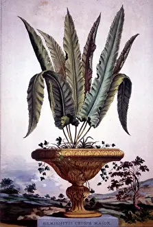 Naauwkeurige: Hemionitis Crispa Major