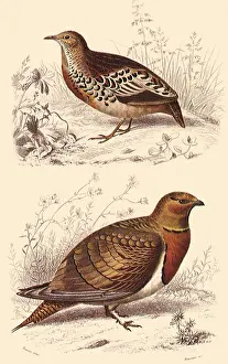Dwellers: A Hemipode and a Sandgrouse
