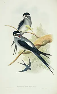 Brow: Hemiprocne mystacea, moustached treeswift