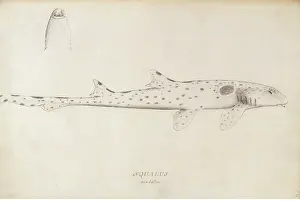 Elasmobranchii: Hemiscyllium ocellatum, epaulette shark