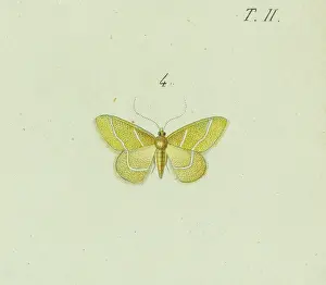 Gabriele: Hemithea squalidaria