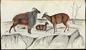 Hodgson: Hemitragus jemlahicus, Himalayan tahr