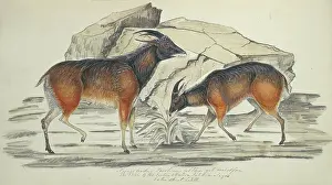 Himalayas: Hemitragus jemlahicus, tahr
