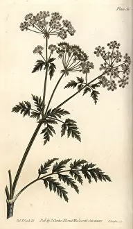 Maculatum: Hemlock, Conium maculatum