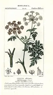 Maculatum: Hemlock, Conium maculatum