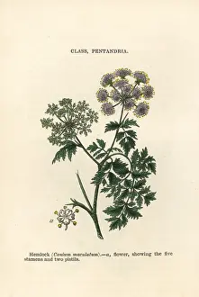 Maculatum: Hemlock, Conium maculatum