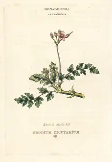 Hemlock: Hemlock stork's-bill, Erodium cicutarium